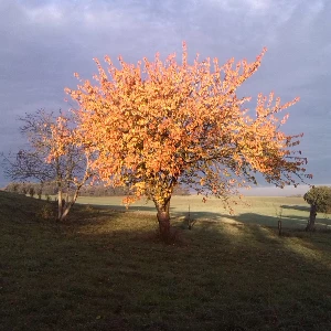 Antoine l'Alchimiste