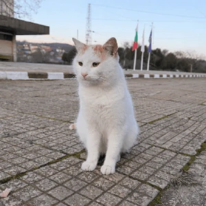 Niko